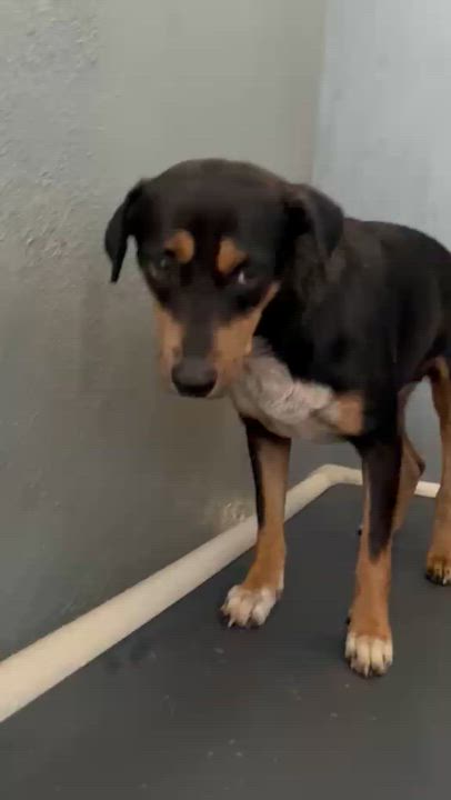 Enlarge Guatauba, a Adoptable mixed breed in Rio Grande , PR video 6/6