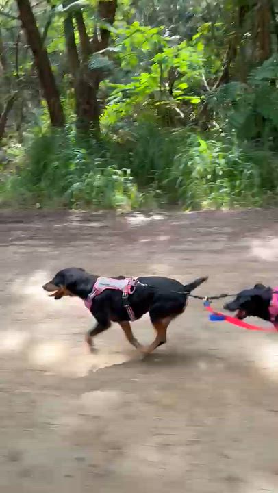 Enlarge Guatauba, a Adoptable mixed breed in Rio Grande , PR video 3/6