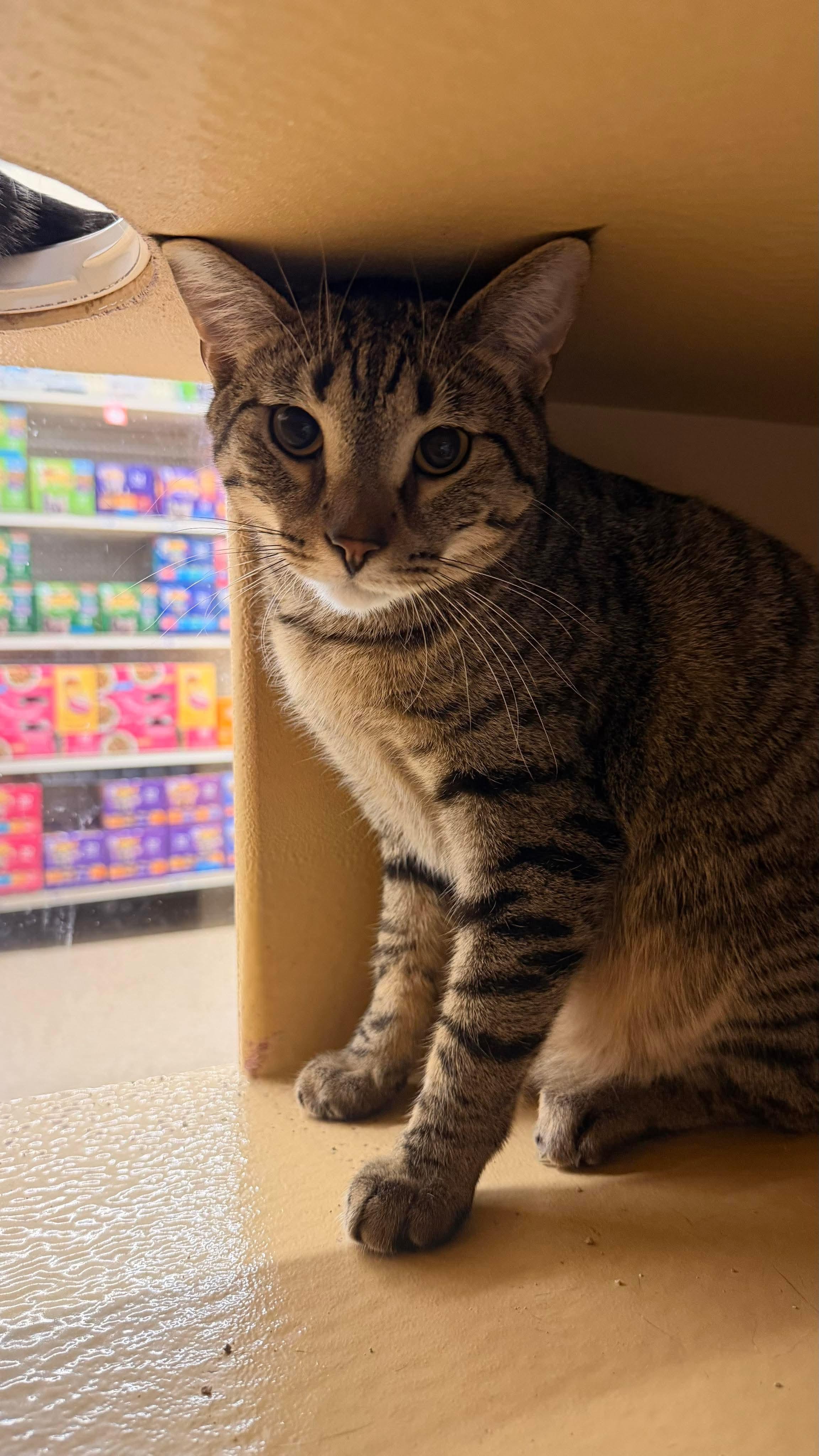 Enlarge Fresno, an adopted mixed breed in Gladstone, OR image 2/2