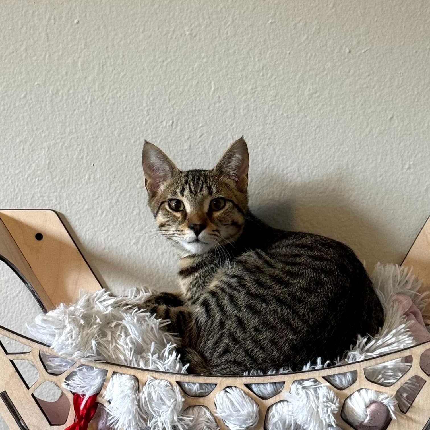 Enlarge Fresno, an adopted mixed breed in Gladstone, OR image 1/2