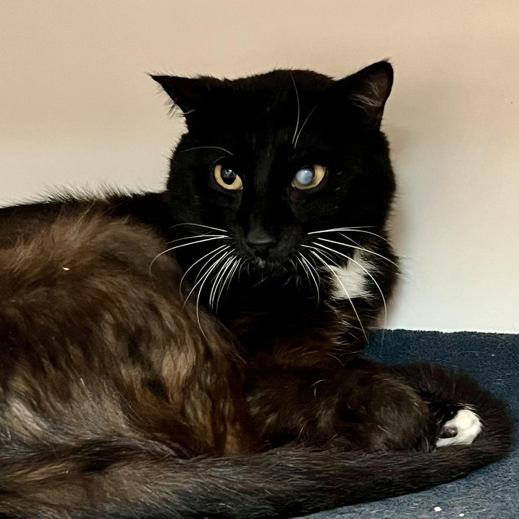 Enlarge Working Cat Dugan, a Adoptable Domestic Medium Hair in Tacoma, WA image 1/1