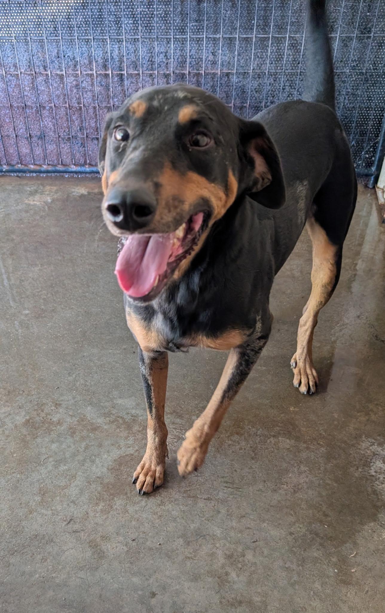 Spinny, a Adoptable mixed breed in Metropolis, IL image 2/2