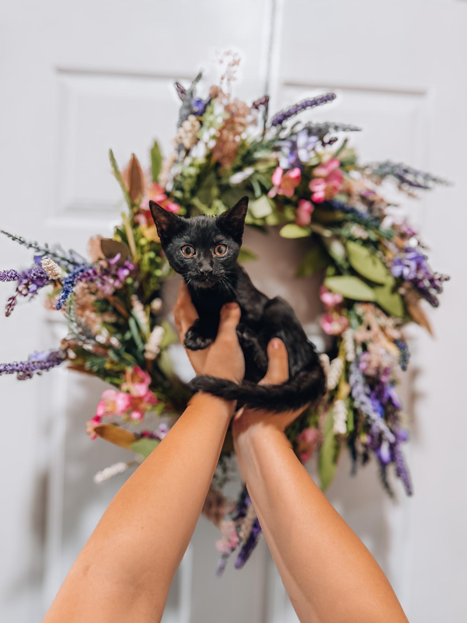 Salem, Adoptable, Kitten Male Domestic Short Hair.