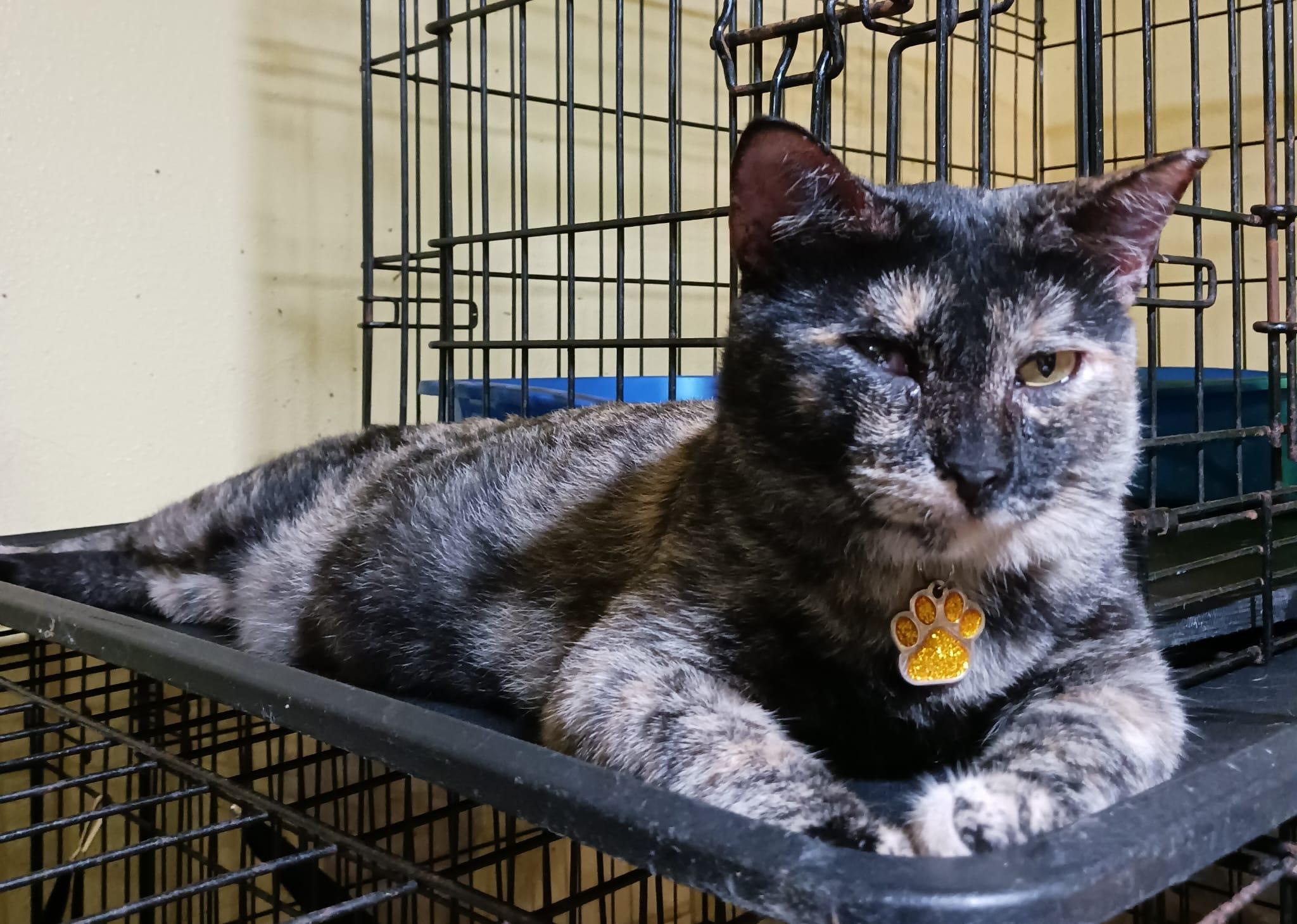 Anmitsu, Adoptable, Young Female Domestic Short Hair.