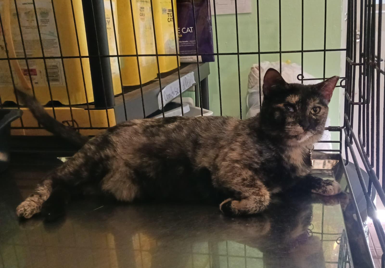 Anmitsu, a Adoptable Domestic Short Hair in East Boston, MA image 2/6