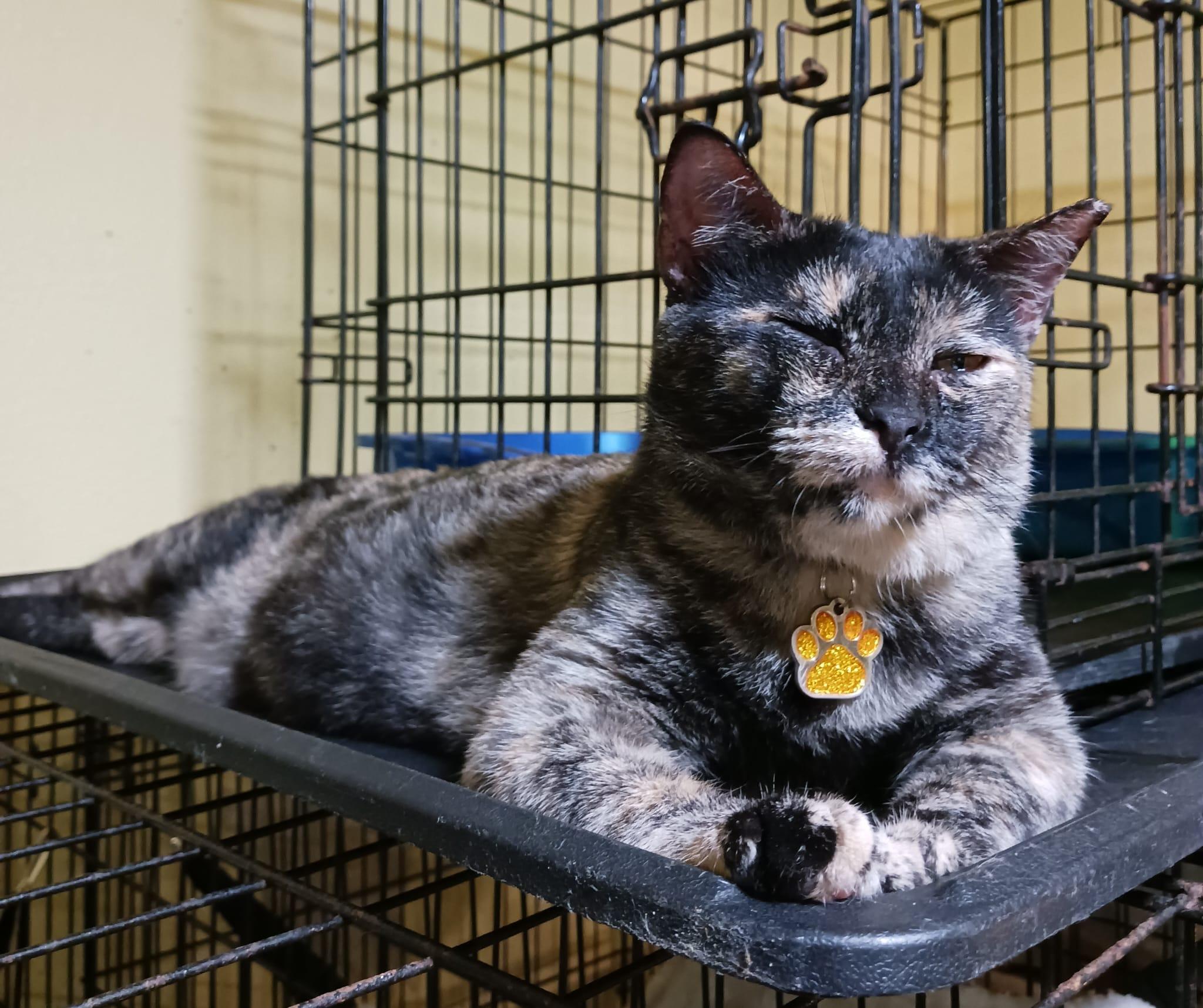 Anmitsu, a Adoptable Domestic Short Hair in East Boston, MA image 3/6