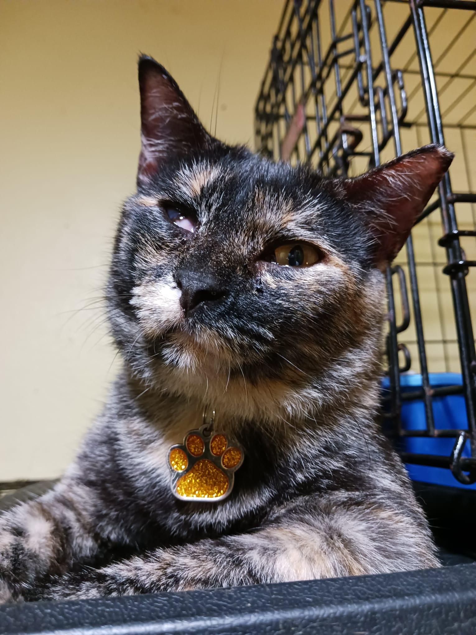 Anmitsu, a Adoptable Domestic Short Hair in East Boston, MA image 4/6