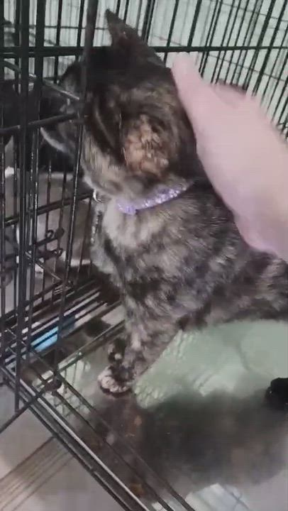 Enlarge Anmitsu, a Adoptable Domestic Short Hair in East Boston, MA video 6/6