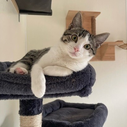 Karma, a Adoptable Domestic Short Hair in Centralia, IL image 1/2