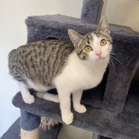 Karma, a Adoptable Domestic Short Hair in Centralia, IL image 2/2