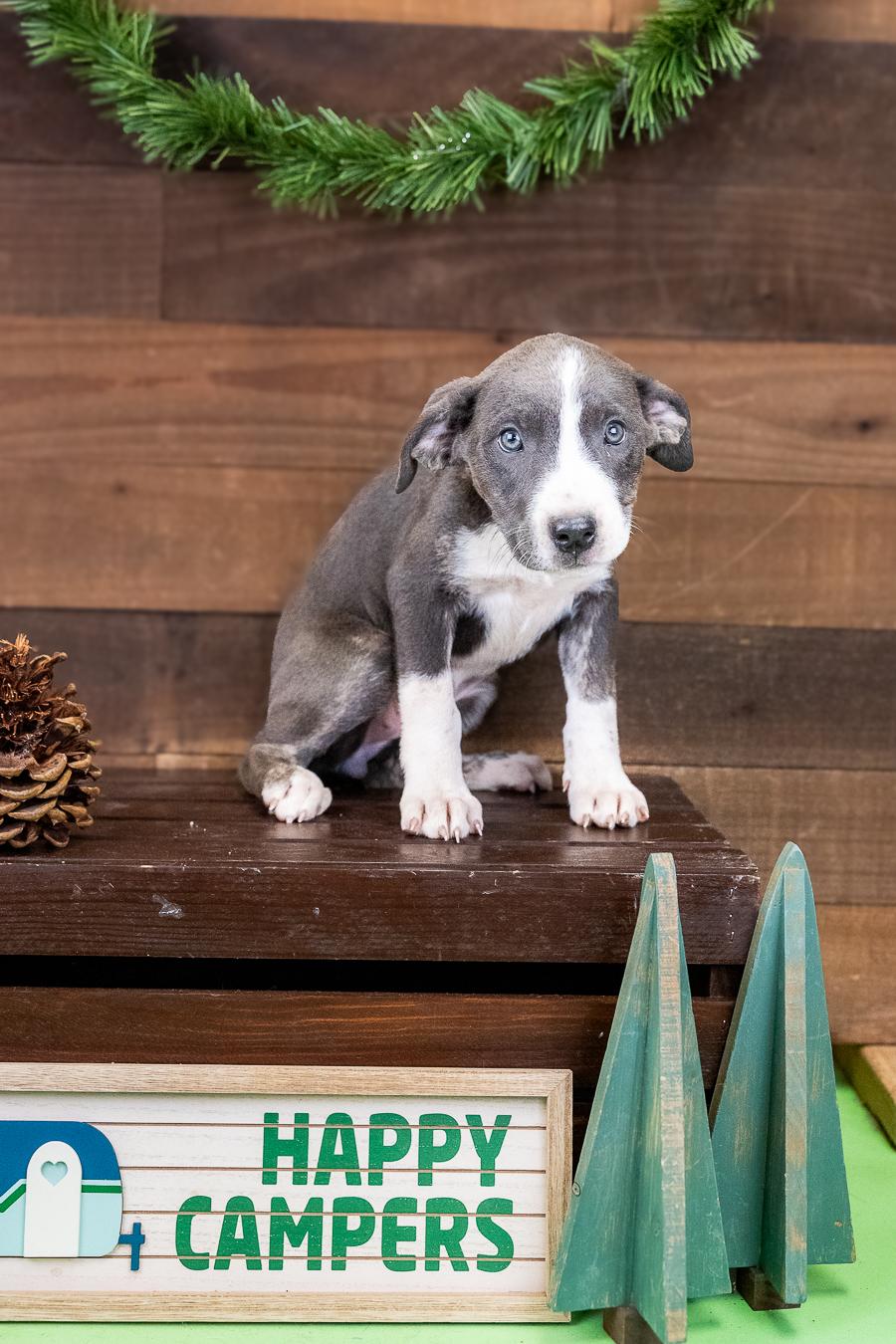 468-26, ADOPTABLE, Puppy Female Pit Bull Terrier.