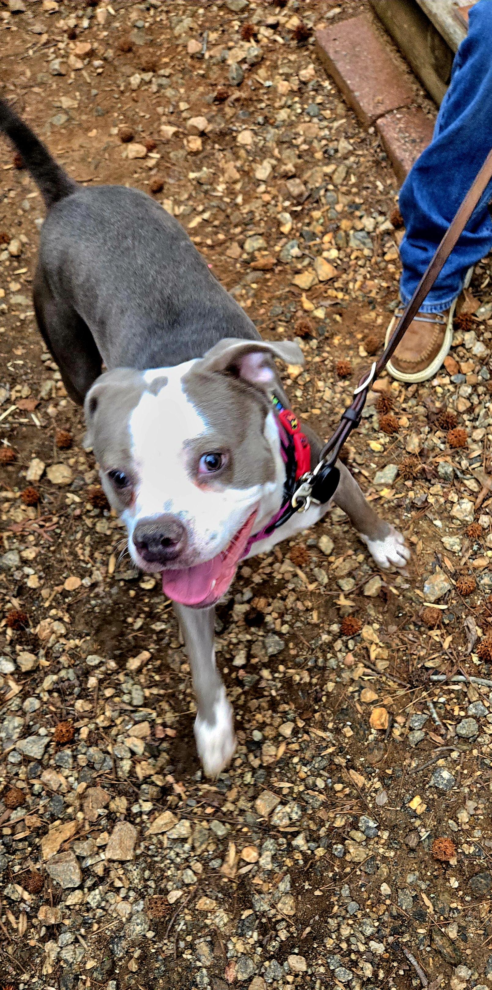 Enlarge Spork, a Adoptable mixed breed in Denver, NC image 1/5