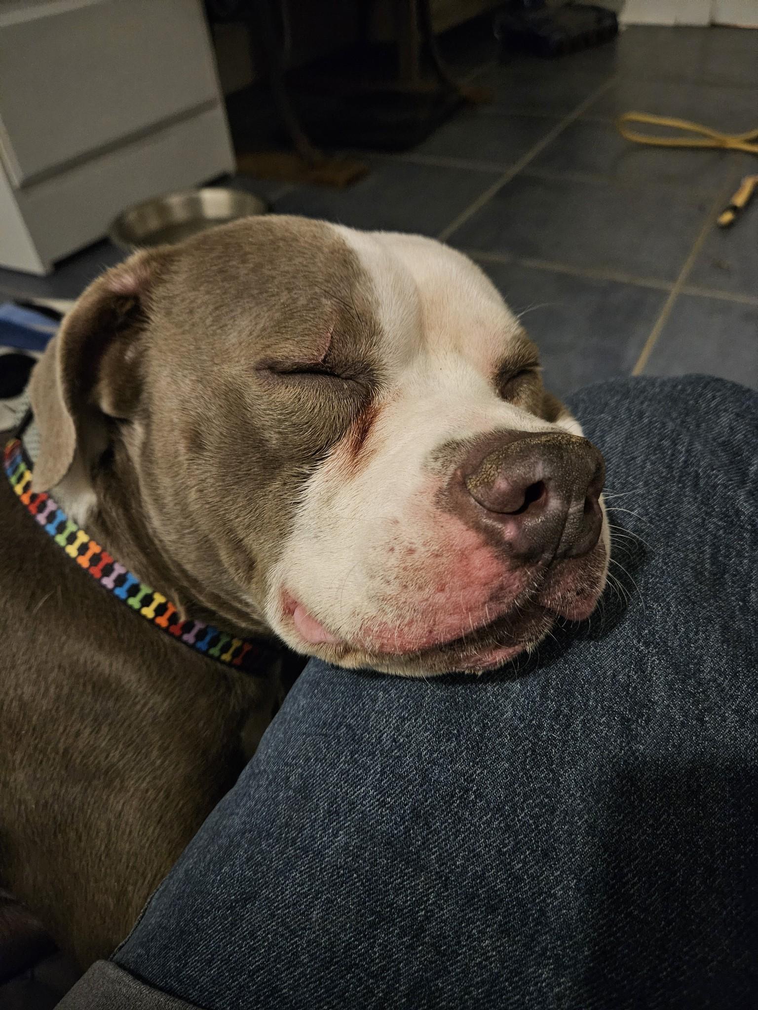 Enlarge Spork, a Adoptable mixed breed in Denver, NC image 3/5