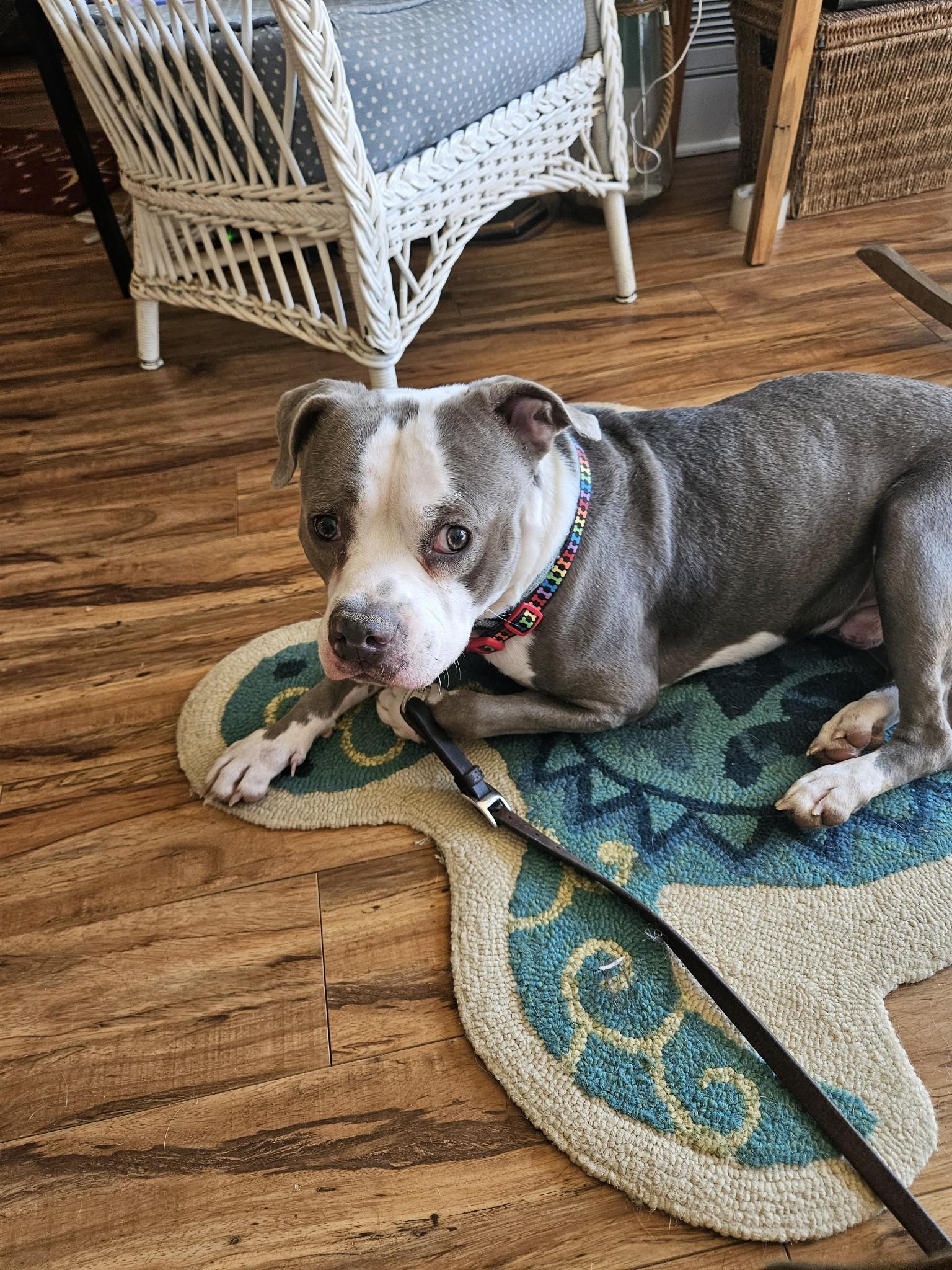 Enlarge Spork, a Adoptable mixed breed in Denver, NC image 2/5