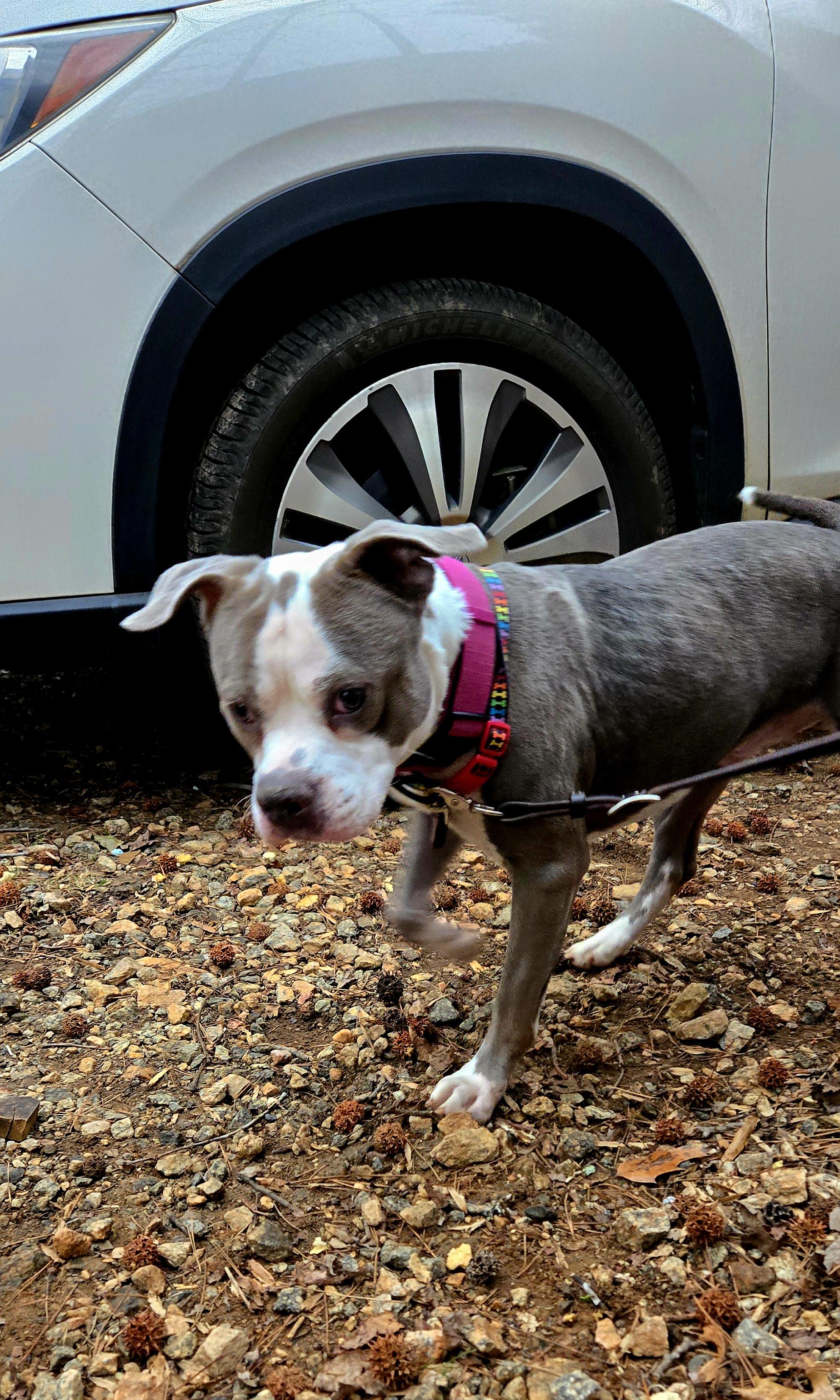 Enlarge Spork, a Adoptable mixed breed in Denver, NC image 5/5