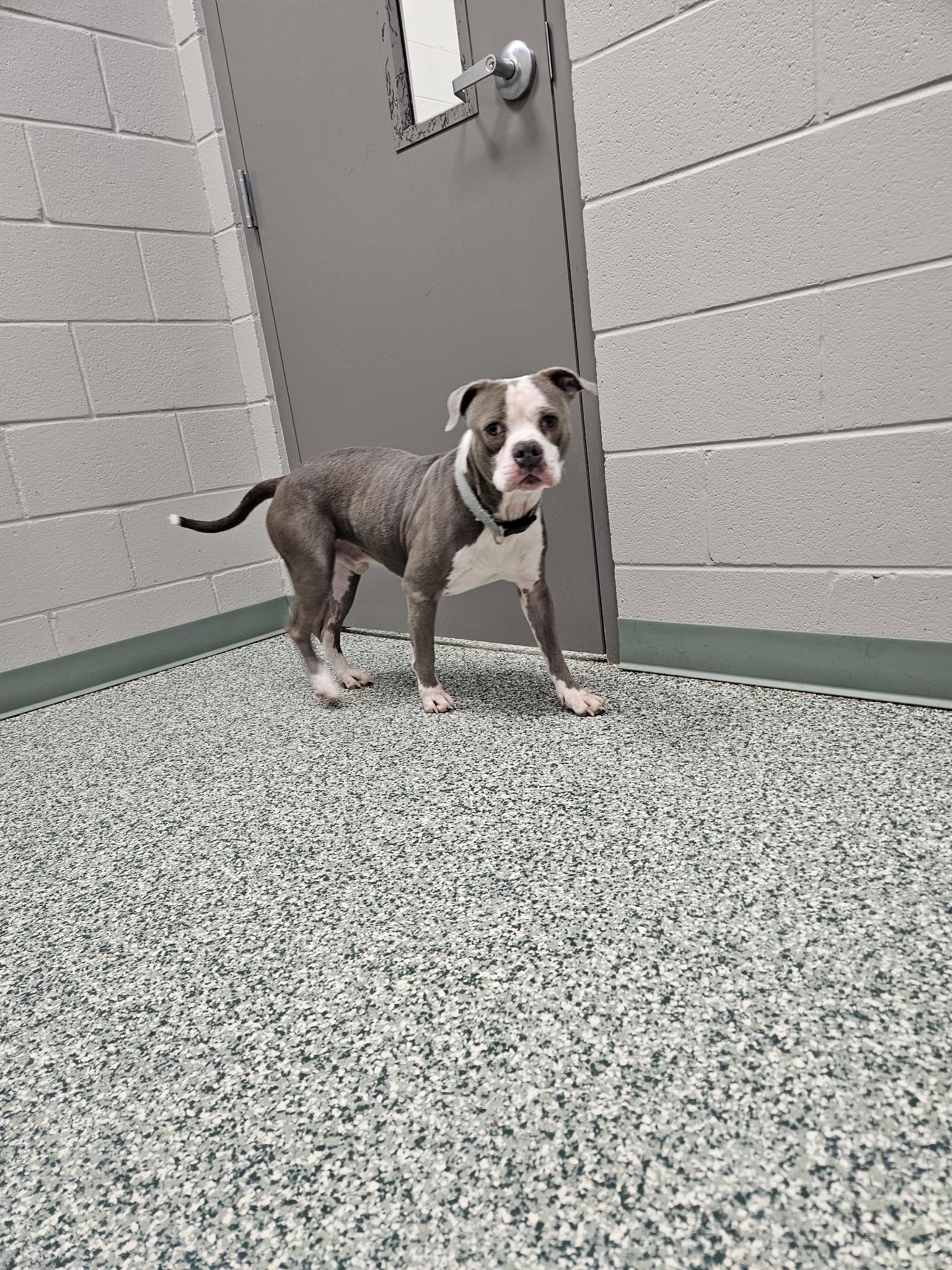 Enlarge Spork, a Adoptable mixed breed in Denver, NC image 4/5