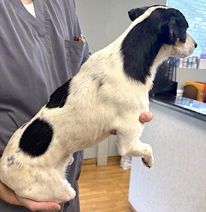 Fielder Harrison, Adoptable, Adult Male Rat Terrier.