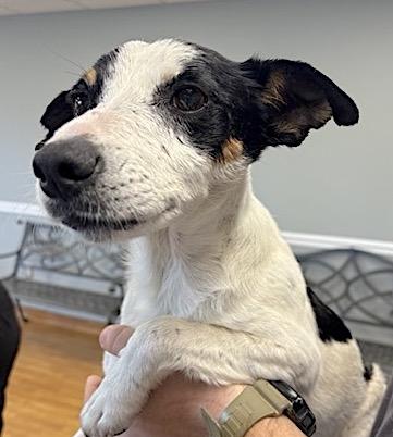 Fielder Harrison, a Adoptable mixed breed in Mount Airy, NC image 2/6