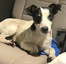 Fielder Harrison, a Adoptable mixed breed in Mount Airy, NC image 3/6