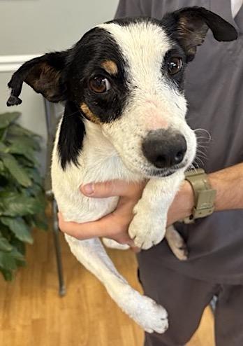 Fielder Harrison, a Adoptable mixed breed in Mount Airy, NC image 5/6