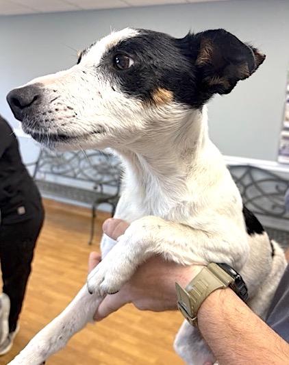 Fielder Harrison, a Adoptable mixed breed in Mount Airy, NC image 6/6