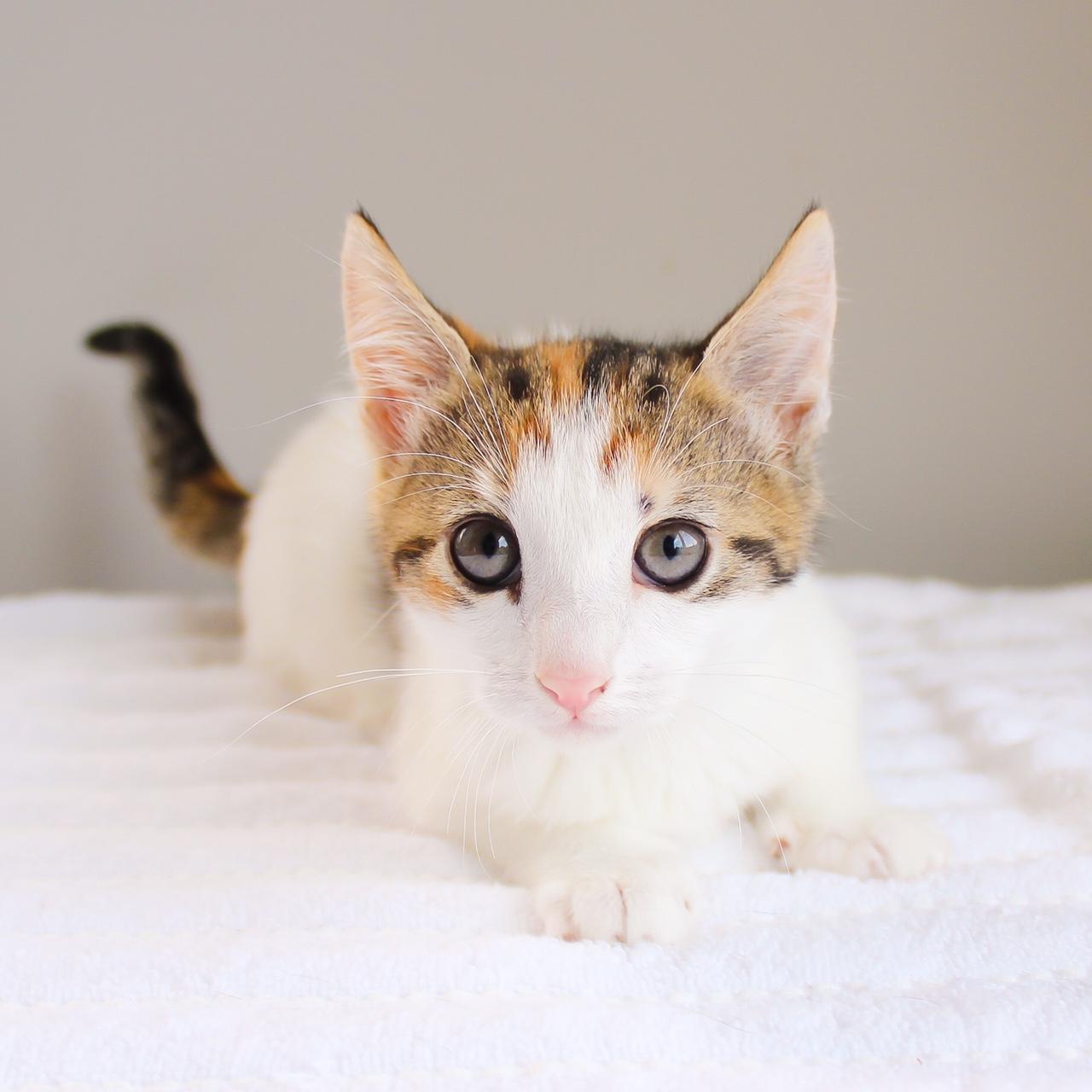 Jayde, Baby Female Domestic Short Hair