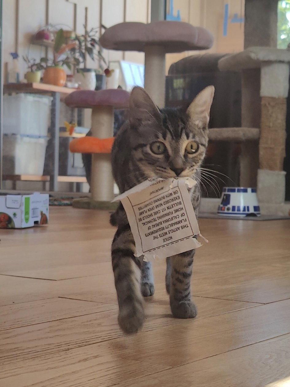 Jacki, Adopted, Kitten Female Domestic Short Hair.