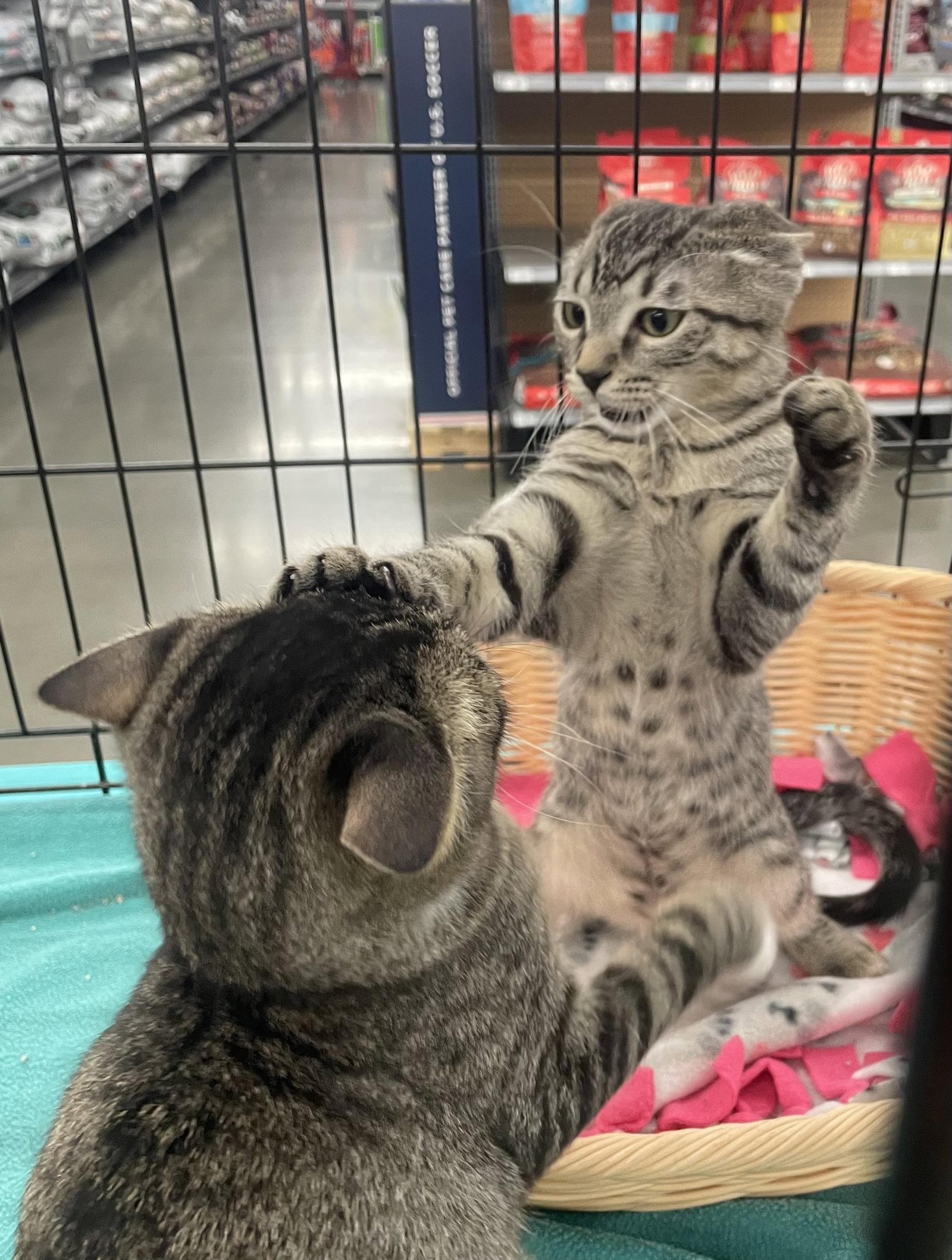 Enlarge Jacki, a Adopted Domestic Short Hair in Los Alamitos, CA image 2/3