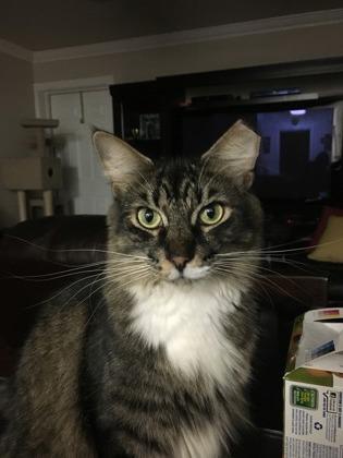 Oscar, Adoptable, Senior Male Domestic Medium Hair & Domestic Short Hair.