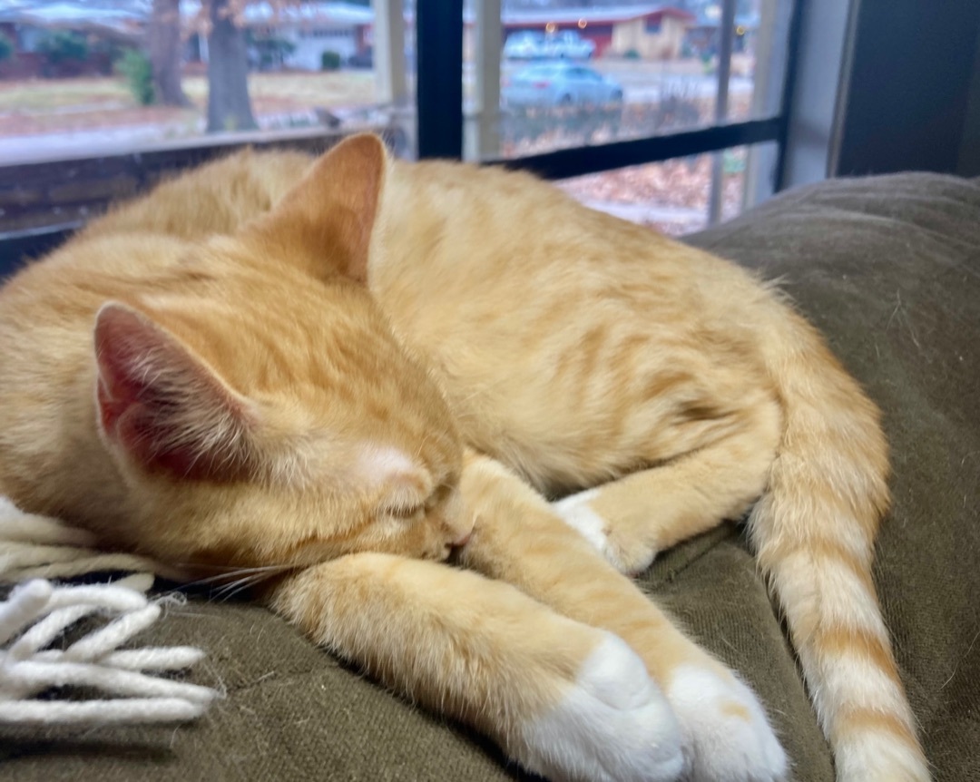 Talky , Adopted, Kitten Male Domestic Short Hair.