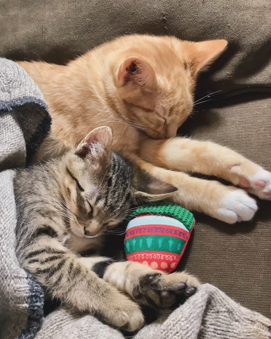 Enlarge Talky , a Adopted Domestic Short Hair in Broken Arrow, OK image 2/2