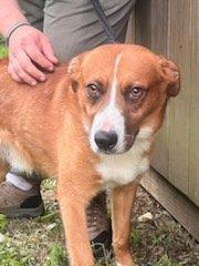 River, Adoptable, Young Male Australian Shepherd & Pit Bull Terrier.