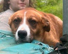 River, a Adoptable mixed breed in Asheville, NC image 3/6