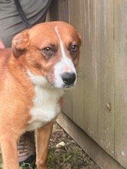 River, a Adoptable mixed breed in Asheville, NC image 4/6