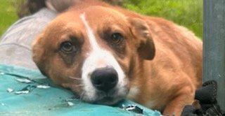 River, Adoptable, Young Male Australian Shepherd & Pit Bull Terrier.