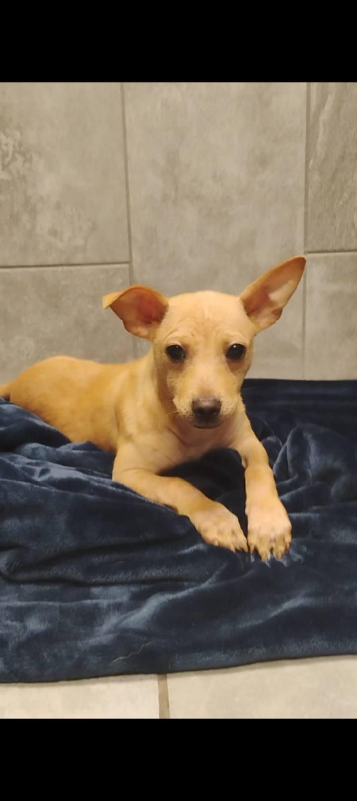 Enlarge Nugget, an adopted mixed breed in Red Lodge, MT image 1/3
