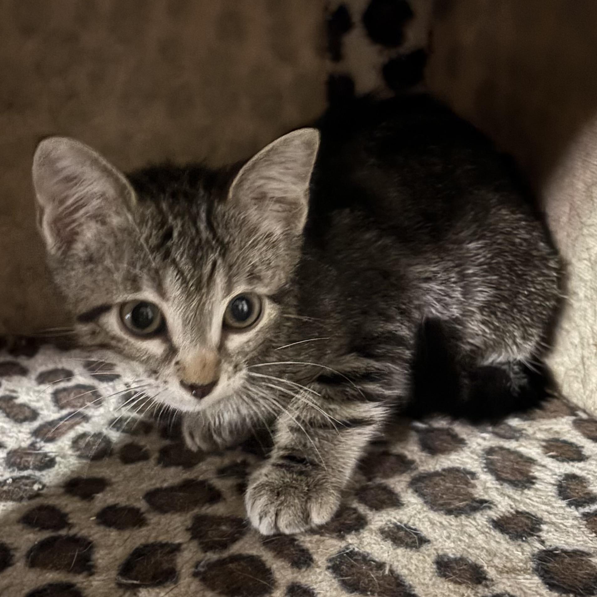 Enlarge Deer, a Adoptable Domestic Short Hair in Bentonville, AR image 1/1