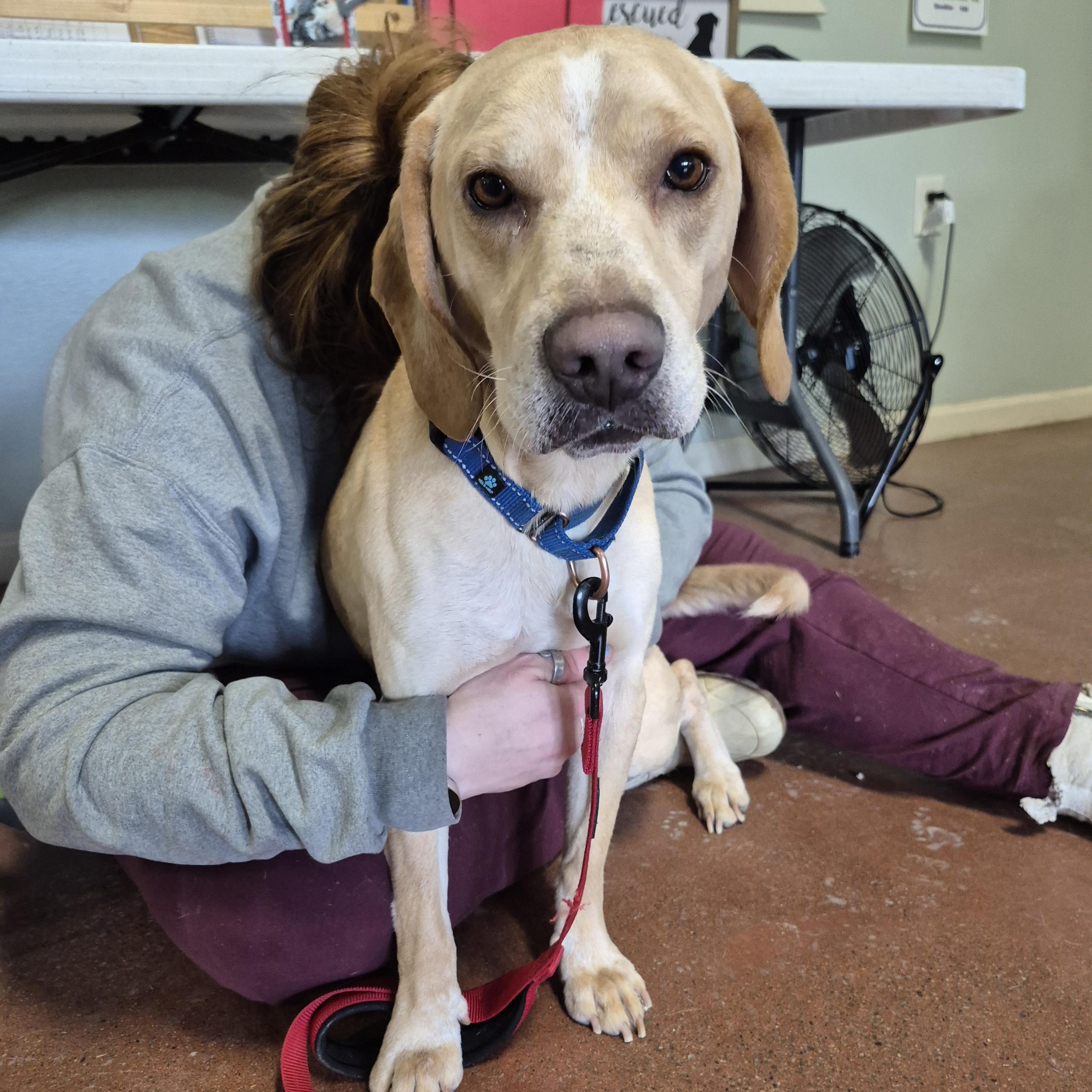 Nate, an adopted mixed breed in Tioga, PA image 6/6