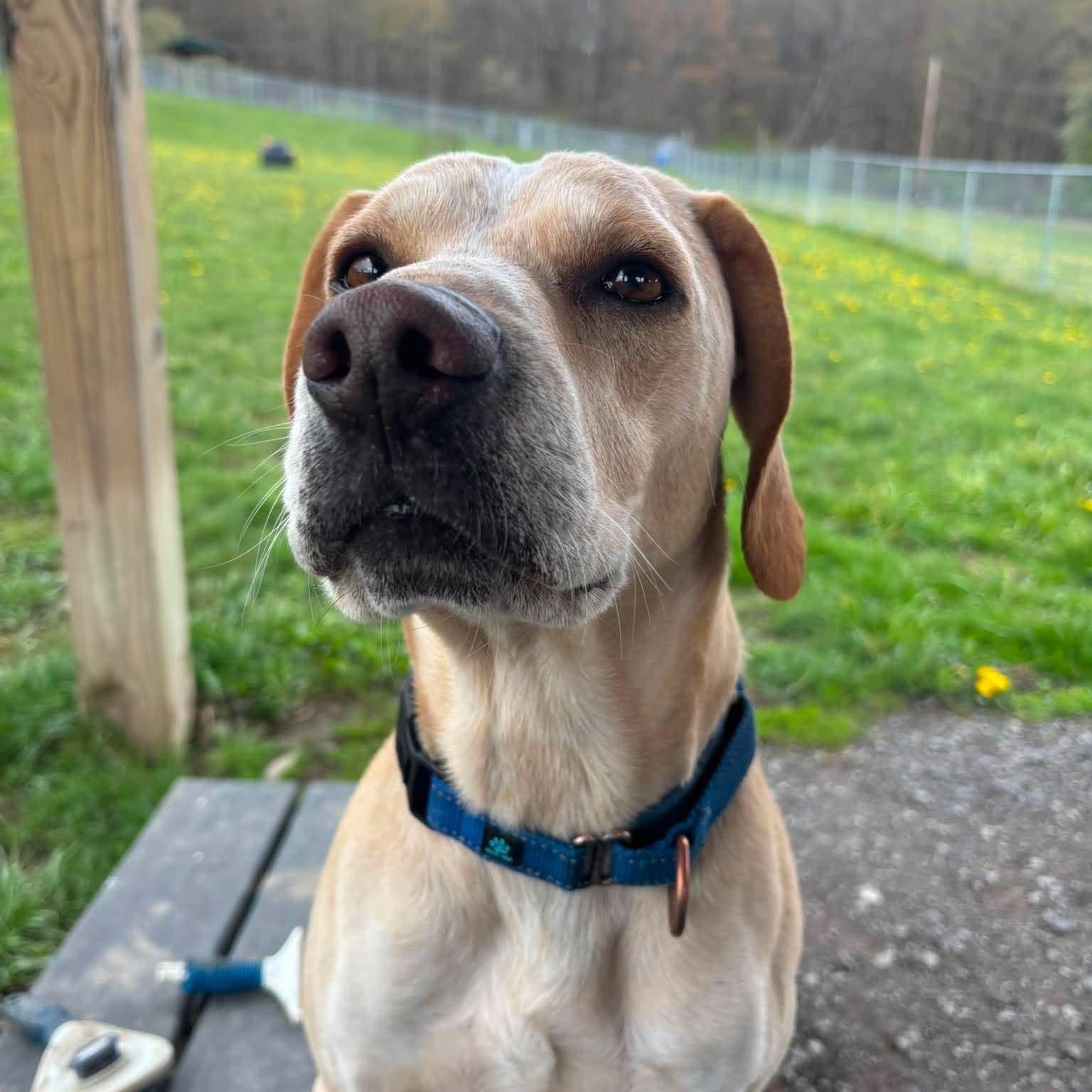 Nate, an adopted mixed breed in Tioga, PA image 4/6