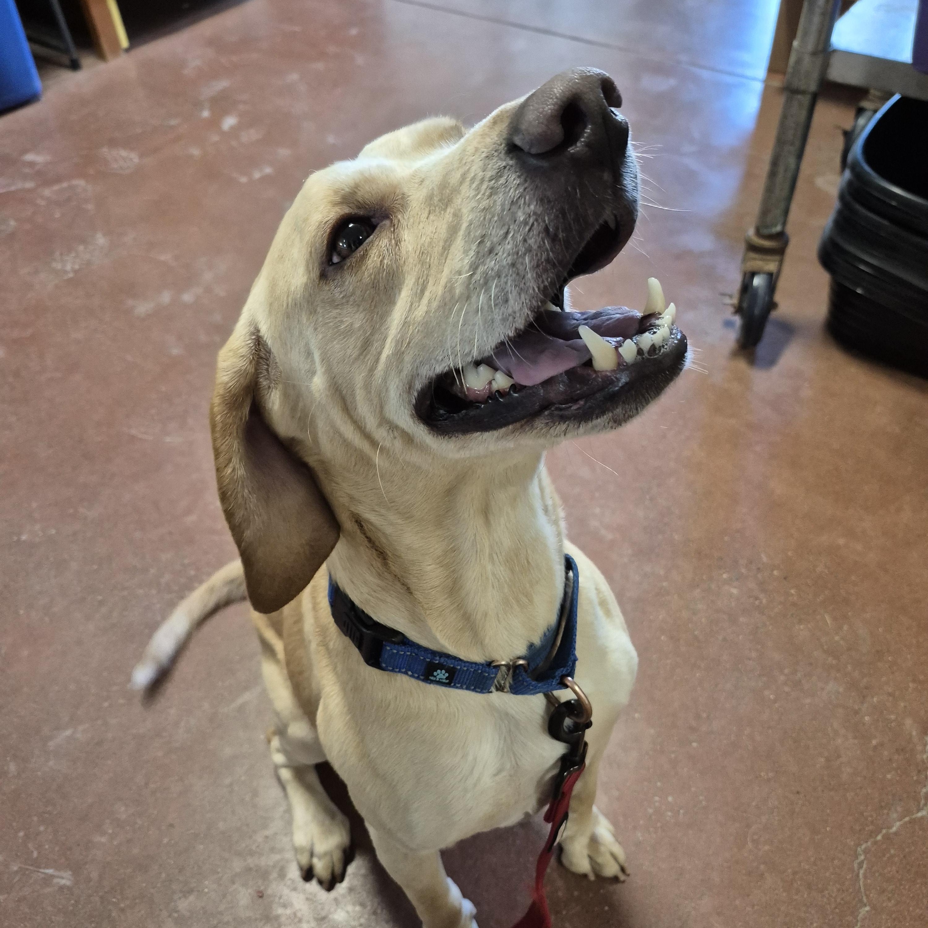 Nate, an adopted mixed breed in Tioga, PA image 5/6
