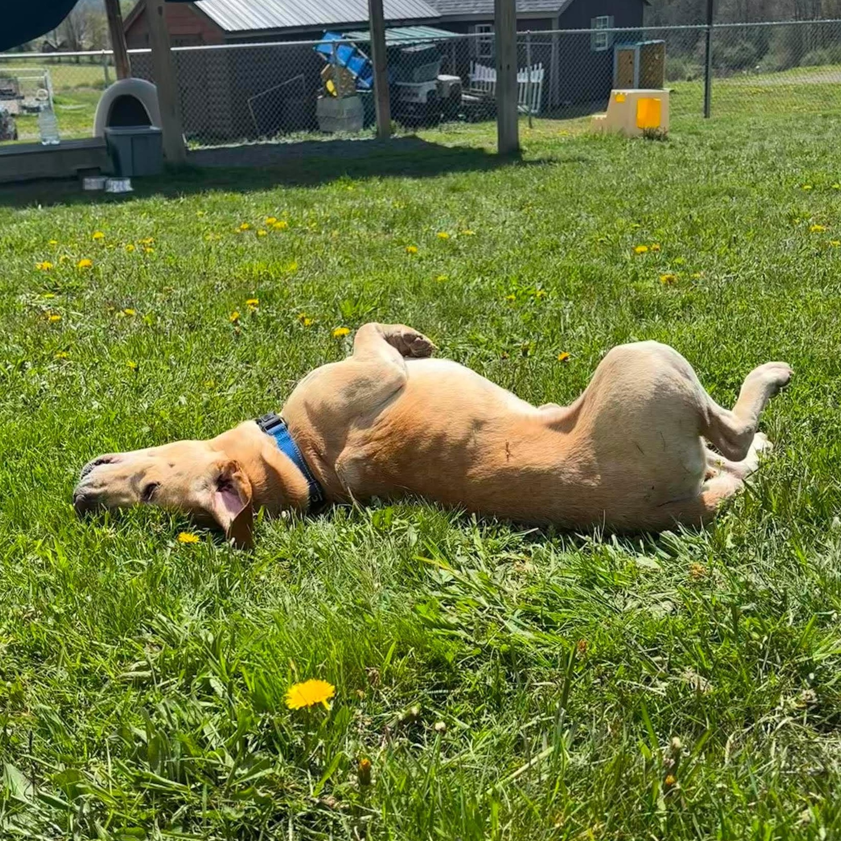 Nate, an adopted mixed breed in Tioga, PA image 3/6
