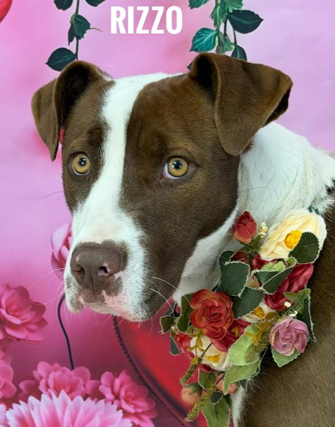 Enlarge Rizzo, a ADOPTABLE Mixed Breed in Flint, MI image 1/1