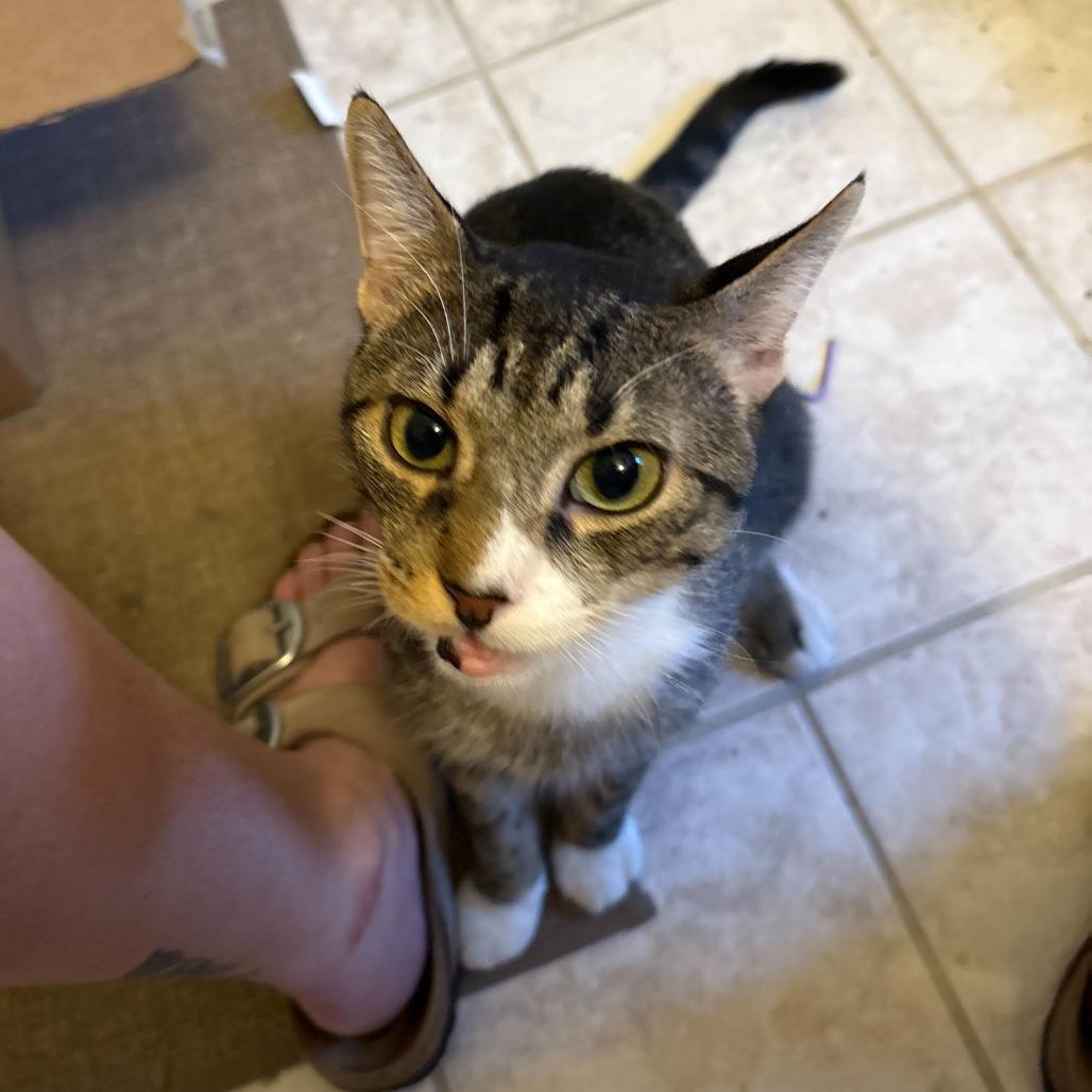 Tofu Scramble, Adoptable, Young Male Domestic Short Hair.