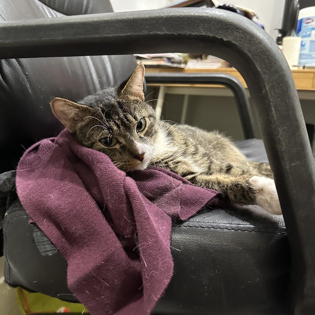 Tofu Scramble, Adoptable, Young Male Domestic Short Hair.