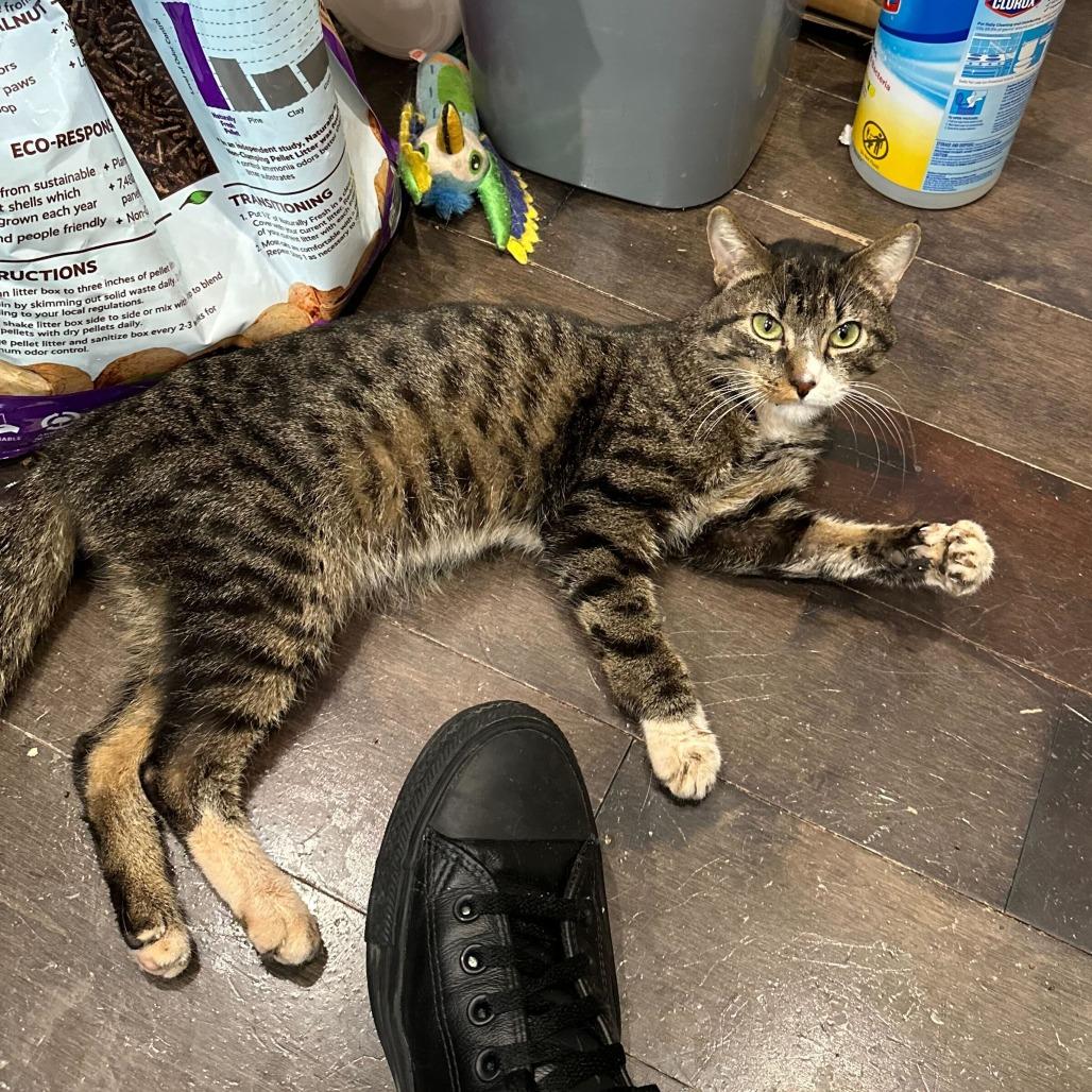 Enlarge Tofu Scramble, a Adoptable Domestic Short Hair in New York, NY image 2/6