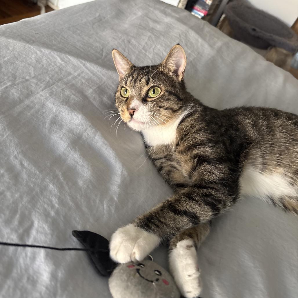 Enlarge Tofu Scramble, a Adoptable Domestic Short Hair in New York, NY image 4/6