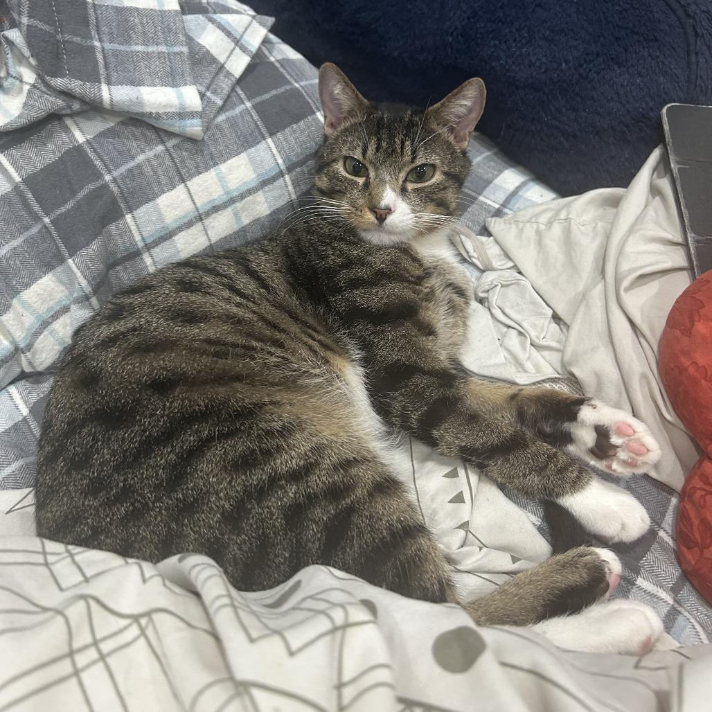 Enlarge Tofu Scramble, a Adoptable Domestic Short Hair in New York, NY image 4/6