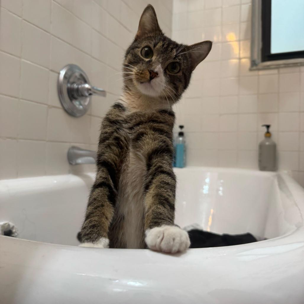 Enlarge Tofu Scramble, a Adoptable Domestic Short Hair in New York, NY image 5/6