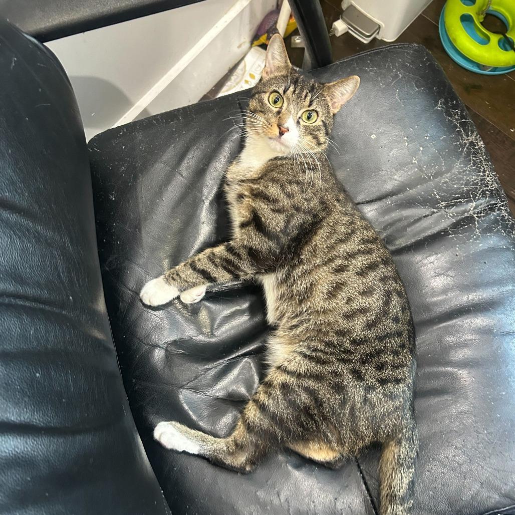 Enlarge Tofu Scramble, a Adoptable Domestic Short Hair in New York, NY image 6/6