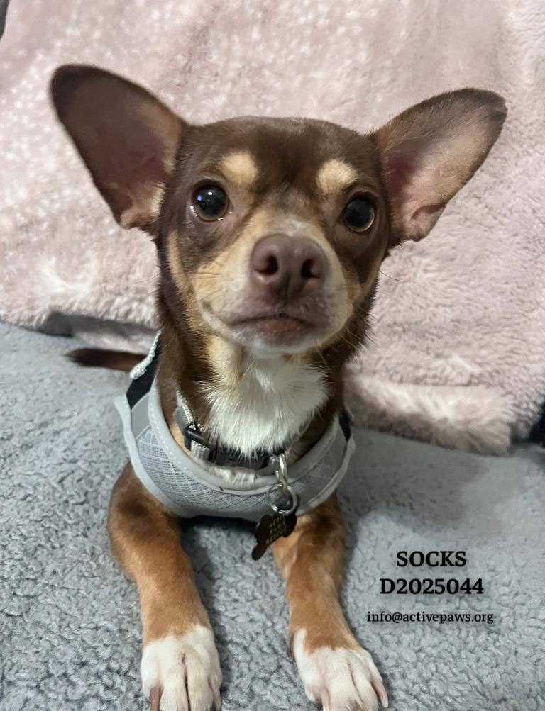 Socks, Adopted, Adult Male Chihuahua.